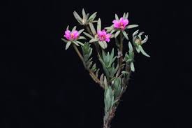 Image result for Portulaca foliosa