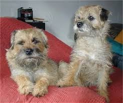 Check spelling or type a new query. Border Terrier Dog Breed Information And Pictures