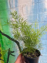 Image result for Asparagus falcatus