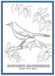 Drawing northern mockingbird coloring pages. State Bird Coloring Pages By Usa Facts For Kids Coloring Pages Nature Bird Coloring Pages Bird Coloring Page