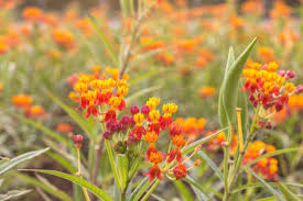 Image result for Asclepias curassavica