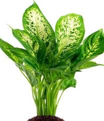 La Dieffenbachia Ou L Humidificateur D Air Plante Verte Plante Planter Des Fleurs