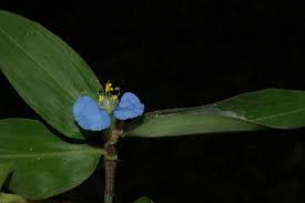 Image result for Commelina nyasensis