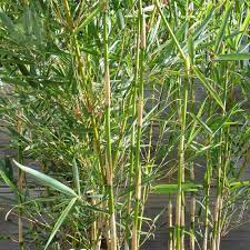 Plastic barriers into the ground all around the bamboo plants, effectively fencing them in. Fargesia Robusta Campbell Buy Yellow Bamboo Plants