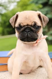 Faithful Pug Pug Puppies Dog Friends Cute Baby Animals