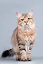 List of Cat Breeds, Types of Cats. Breeds Descriptions ...