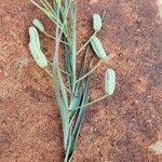 Image result for Iphigenia pauciflora