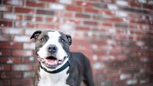 Black And White Pitbull Wallpaper Pin By Natalie Lyon On Dogs Pitbulls Pitbull Dog Pitbull Wallpaper