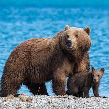 They weigh up to 1,500 pounds. Brown Bear Facts Behavior Diet Habitat And More