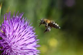 Attract bees and butterflies to your garden. The Best Flowers For Bees And Easy Ways To Make Your Garden Bee Friendly Growing Family