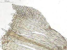 Image result for Monothecium