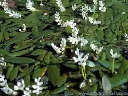 Image result for Aponogeton desertorum