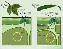 Difference Between C3 C4 And Cam Plants Major Differences