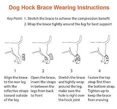 35 hq photos cat sprained leg symptoms / what to do when your cat has a broken bone. Neoally Cat Small Dog Ankle Brace Rear Leg Brace Short Version With Safety Reflective Straps For Hind Leg Wounds Heal And Injuries And Sprains From Arthritis Extra Small Pair Amazon Price