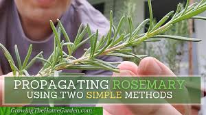Image result for rosemary cuttings