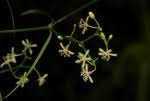 Image result for Periploca linearifolia