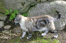 Found This Pic Of A Cat With A Similar Pattern To The One Vader Has Hidden Under His Veil Of Black Fur Unusual Cat Fur Unique Cats Tabby Cat