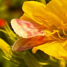 Image result for Buchnera affinis