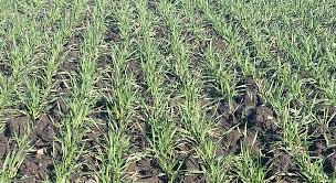 Die von zadoks et al. Getreide Unkrautbekampfung Im Fruhjahr Syngenta