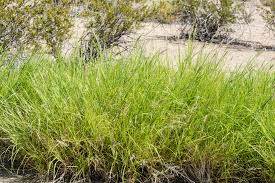 Image result for Cenchrus ciliaris