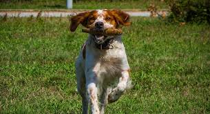 Although they can also point and retrieve, they are known for being used to. Brittany Spaniel Puppies For Sale Greenfield Puppies