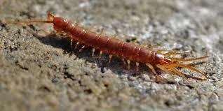 Scolopendres Et Autres Mille Pattes Auxiliaires Souterrains Au Jardin Centipede Cetoine Mille Pattes