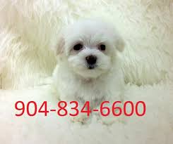 If you are looking for maltese puppies for sale in the houston area, including beaumont, clear lake, deer park, katy, la porte (or laporte), pasadena, seabrook, shore acres and sugar land (or sugarland), be sure to contact kit and come visit the most adorable maltese puppies in all of the houston, texas area. Best Quality Micro Maltese Puppies For Sale For Sale In Houston Texas Classified Americanlisted Com