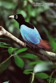Papua New Guinea Bird Of Paradise Images Pin On Passaro