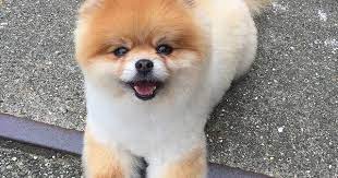 pomeranian cinsi kopek fiyatlari ile ilgili gorsel sonucu kopek yavru kopek