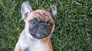 They are loyal, lively, friendly, food motivated (making them easy to train) and people orientated. Chug Dog Breed Information The Chihuahua Pug Mix
