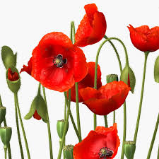Poppy 3d Model Ad Poppy Model Poppies 3d Model Hdri Images