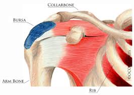 We did not find results for: Rotator Cuff Tear Orlin Cohen