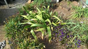 Image result for Cyrtanthus breviflorus