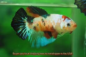 Pin By Marianne Sans On Beautiful Betta Fish With Images Betta Fish Betta Tropical Fish