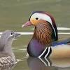 A beautiful mandarin ducks soars from her home in a tree, to be followed by her brave babies. Https Encrypted Tbn0 Gstatic Com Images Q Tbn And9gcrypuwvnfziq Nu X7x37ohmf G54djo8vgakbwczdpviie90rl Usqp Cau