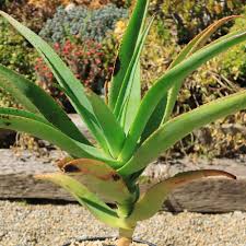 Image result for Aloe pienaarii