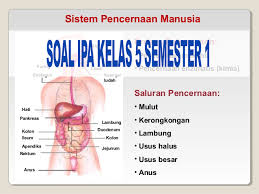 Soal ips kelas 6 sd mi semester 1. Soal Hots Ipa Sd Kelas 6 Literatur