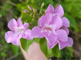 Image result for Tanaecium