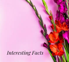 Today, it might be fun and creative to give a themed bouquet as a special treat to someone you love (or you could also make a statement by keeping things simple. Flower Spotlight Gladiolus