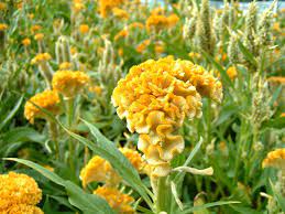 Celosia Cristata Celosia Flower Flower Seeds Bonsai Flower