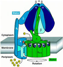 The atpase or adenylpyrophosphatase (atp hydrolase) is the enzyme which decomposes atp molecules into adp and pi (free phosphate ion). Operation Of The F0 Motor Of The Atp Synthase Sciencedirect