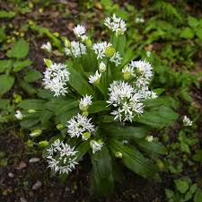 ail des ours a planter vente plant allium ursinum vivaces ombre plantes bulbeuses ail des ours