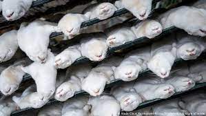 Im land gibt es derzeit 1139 zuchtfarmen und etwa 15 bis 17 millionen nerze. Pelzmode Ein Auslaufmodell Europa Dw 09 11 2020