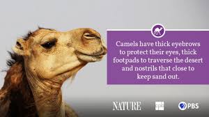 If sand gets into an eye, a camel has a third eyelids to get it out (b). Camel Fact Sheet Blog Nature Pbs