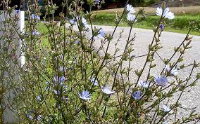 Pflanzenportrait und vor allem kaffee mal anders. Wegwarte Saatgut W Einzelsorten Waldrebe Wolfstrapp Pflanzen Saatgut Ruhlemann S Krauter Und Duftpflanzen