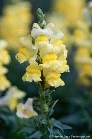 Pin On Flowers Meanings