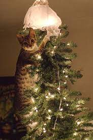 what i m just adjusting the tree topper for you christmas cats crazy cats cats