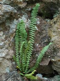 Image result for Asplenium