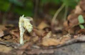 Image result for Exochaenium oliganthum