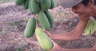 Orang Mimpi Adalah Bunga Tidur Tapi Ada Juga Yang Bilang Mimpi Bisa Jadi Kenyataan Mimpi Adalah Pengalaman Bawah Sadar Yang Melibatkan Pengl Buah Pepaya Bunga